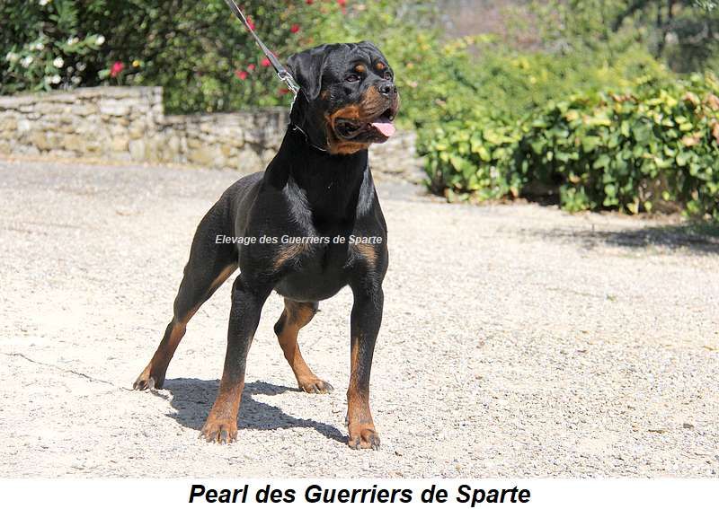 Pearl des guerriers de Sparte