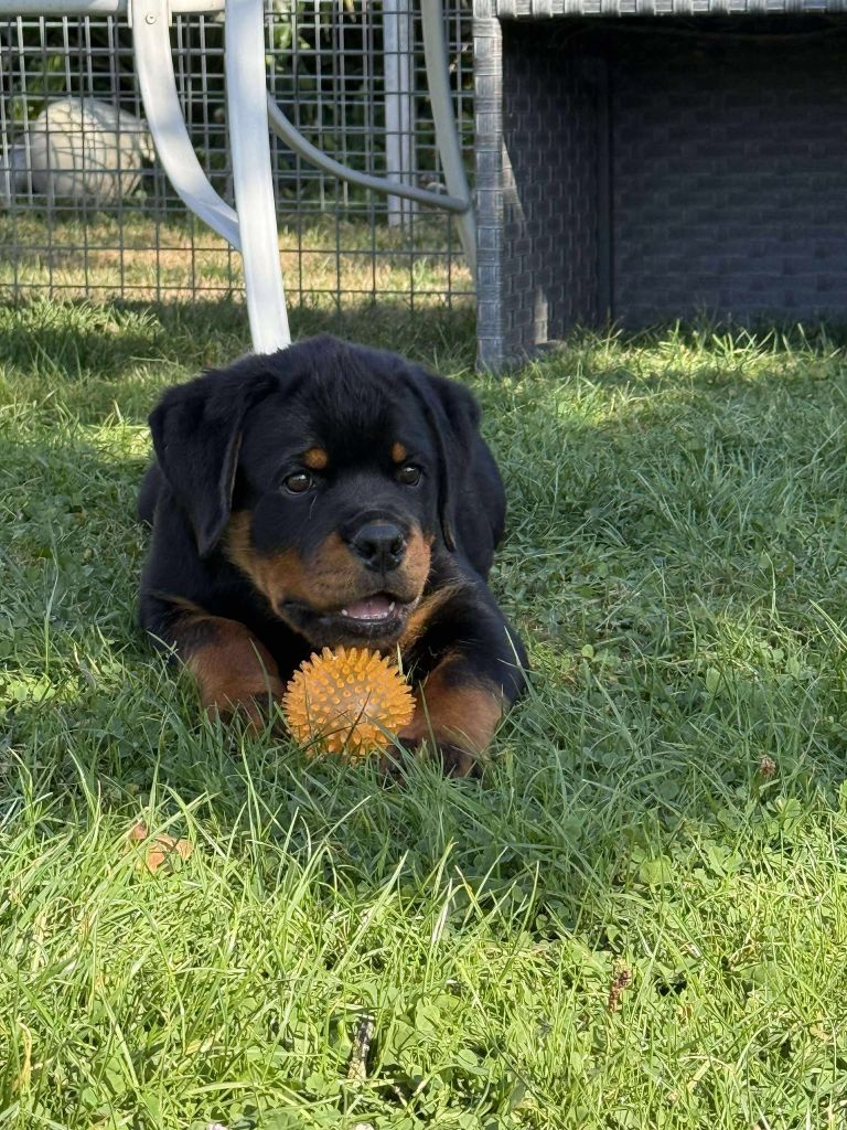 Ares Of Legend Mysteria