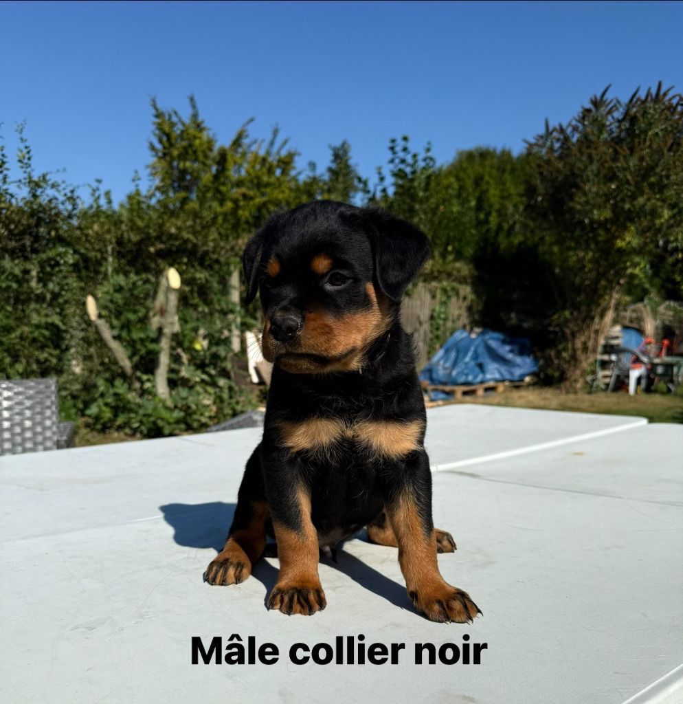 Portée de 8 magnifiques chiots dispo le 06/09/2025
