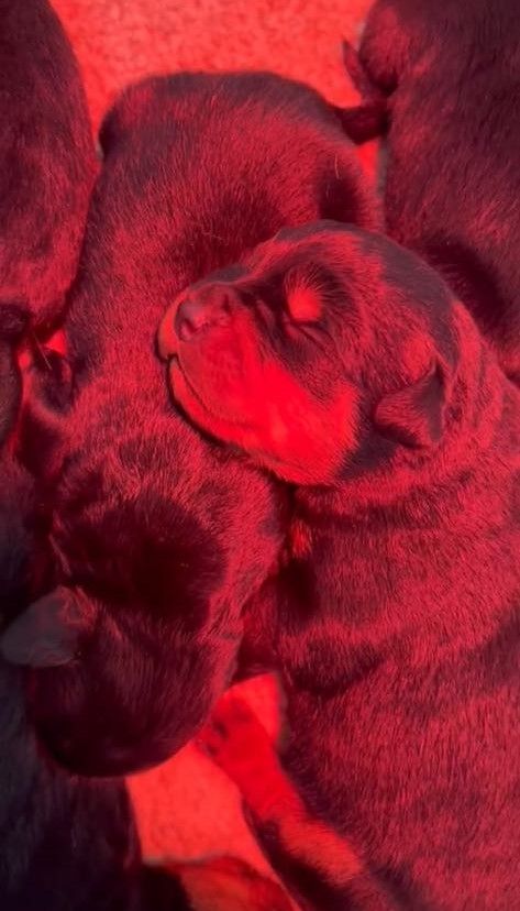 Chiot Rottweiler Des Gardiens Du Mur De Glace