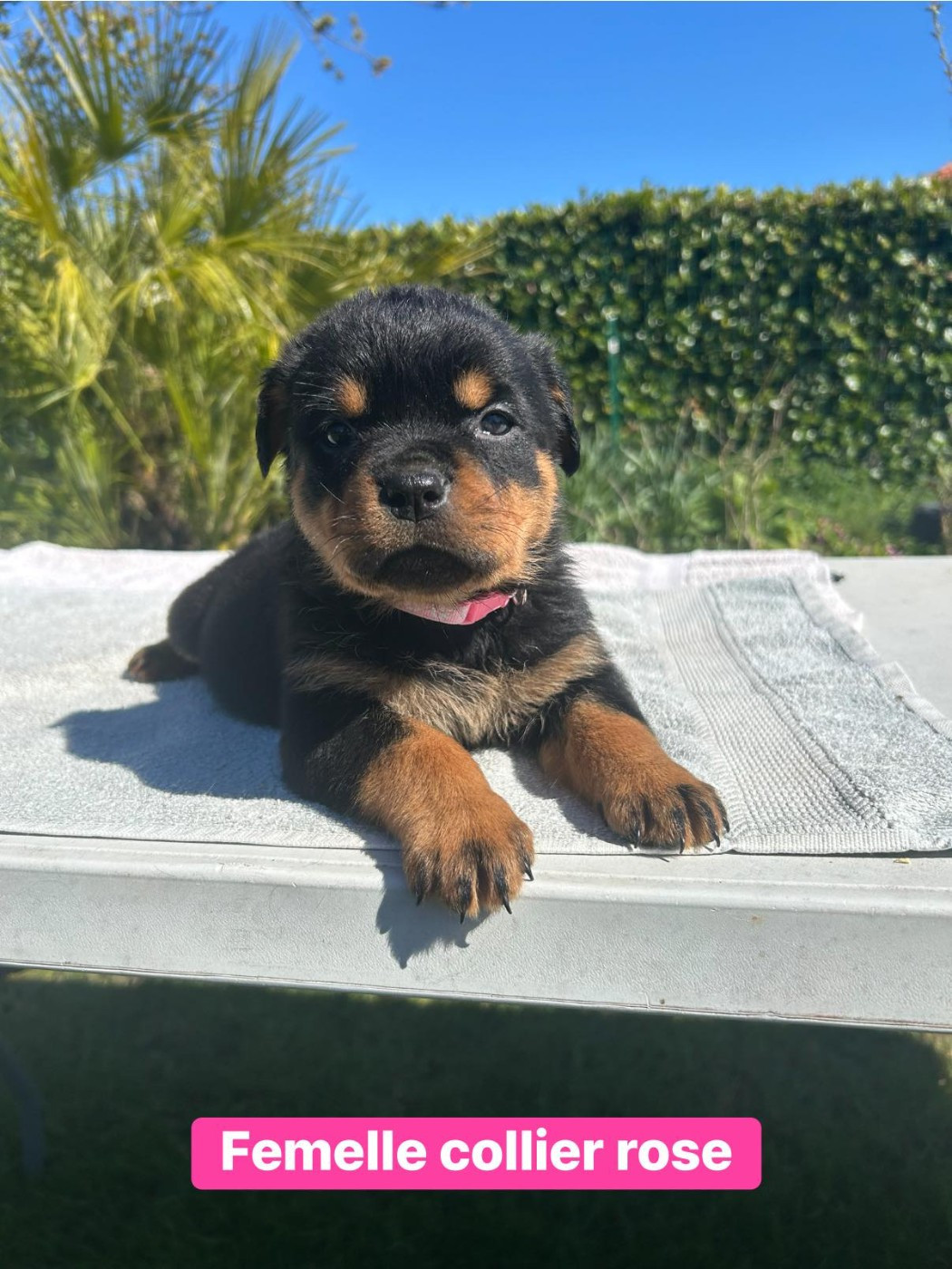 Des Gardiens Du Mur De Glace - Chiots disponibles - Rottweiler