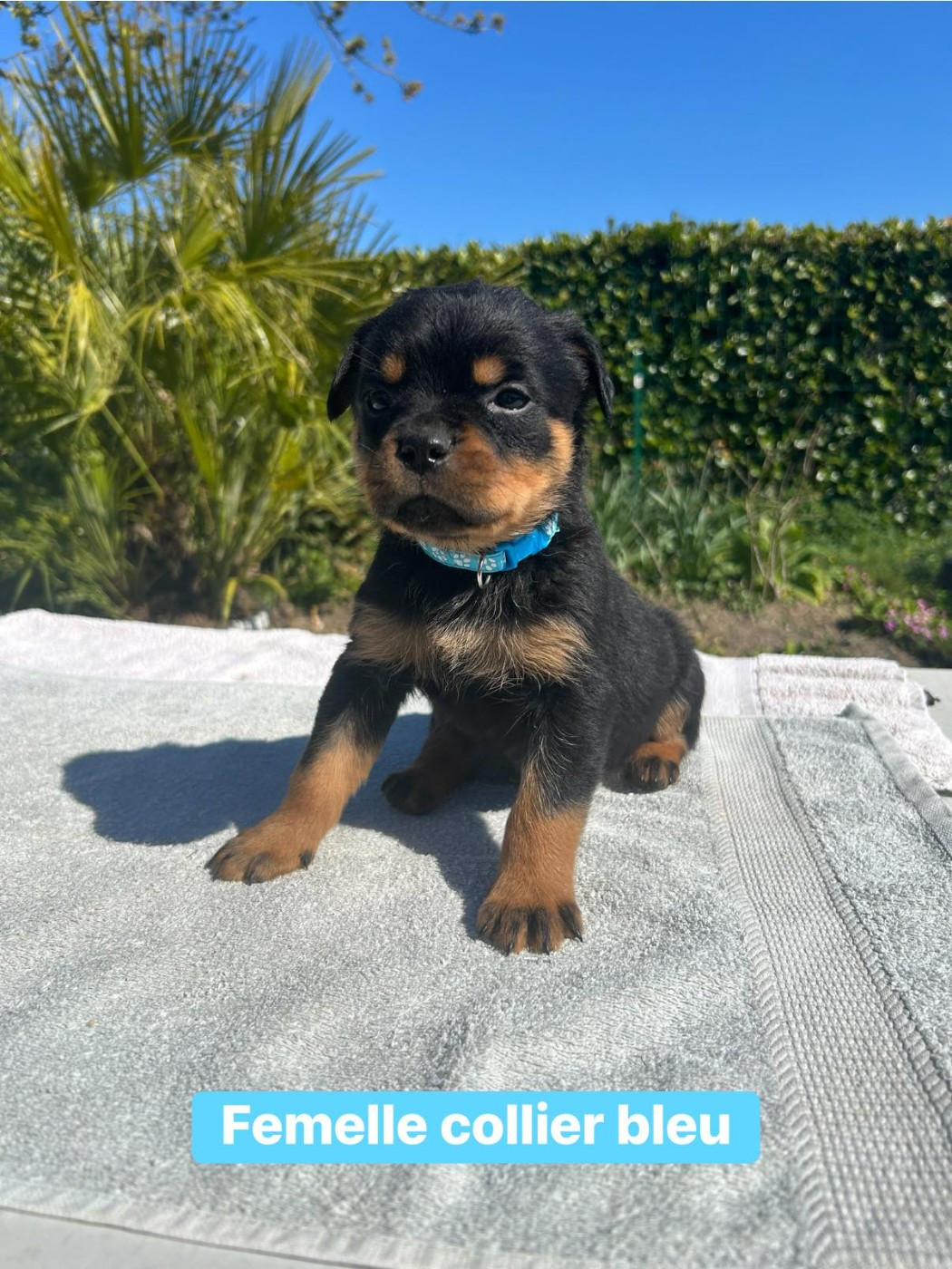 Des Gardiens Du Mur De Glace - Chiots disponibles - Rottweiler