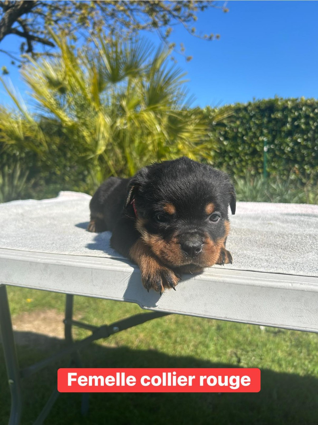 Des Gardiens Du Mur De Glace - Chiots disponibles - Rottweiler