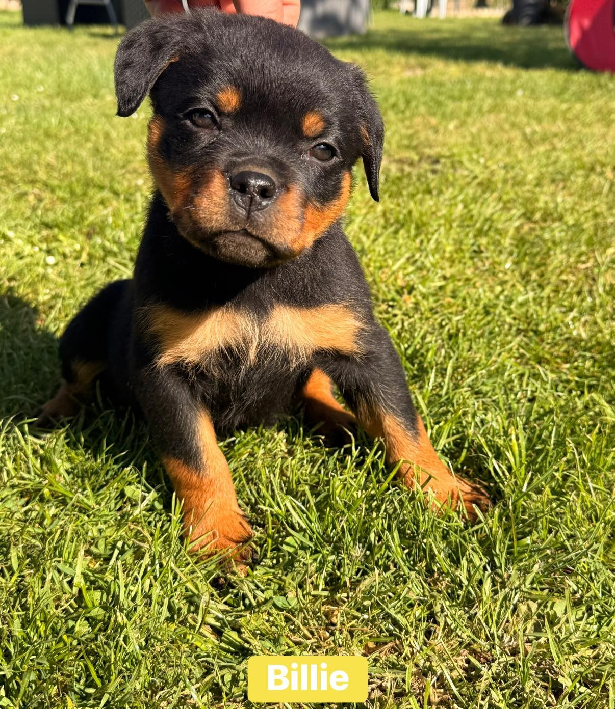 Des Gardiens Du Mur De Glace - Chiots disponibles - Rottweiler