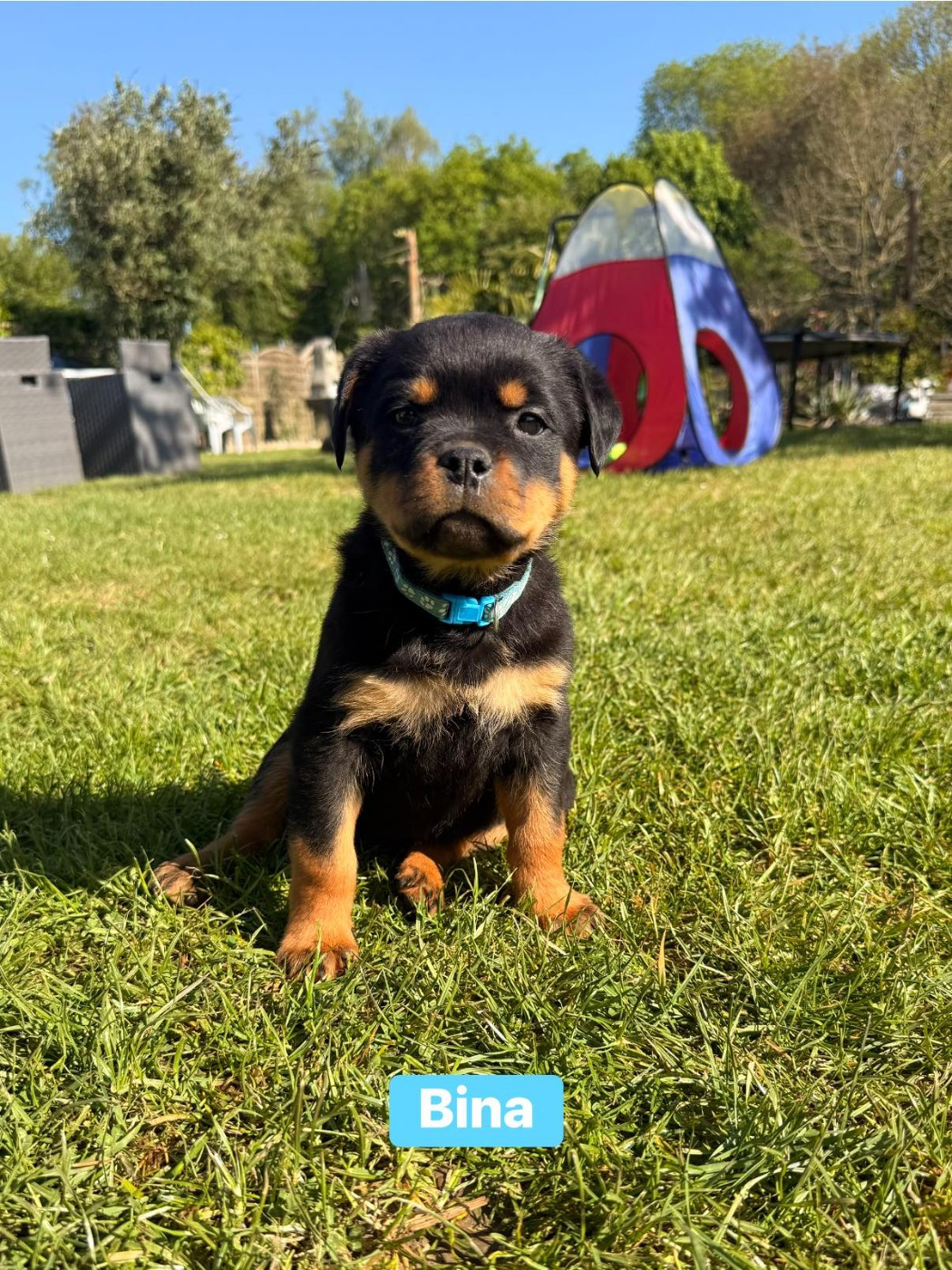 Des Gardiens Du Mur De Glace - Chiots disponibles - Rottweiler