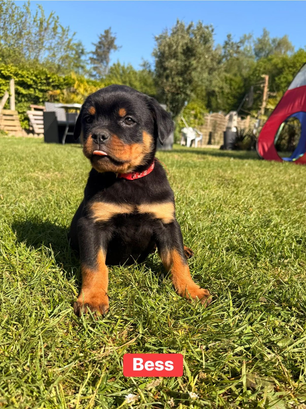 Des Gardiens Du Mur De Glace - Chiots disponibles - Rottweiler