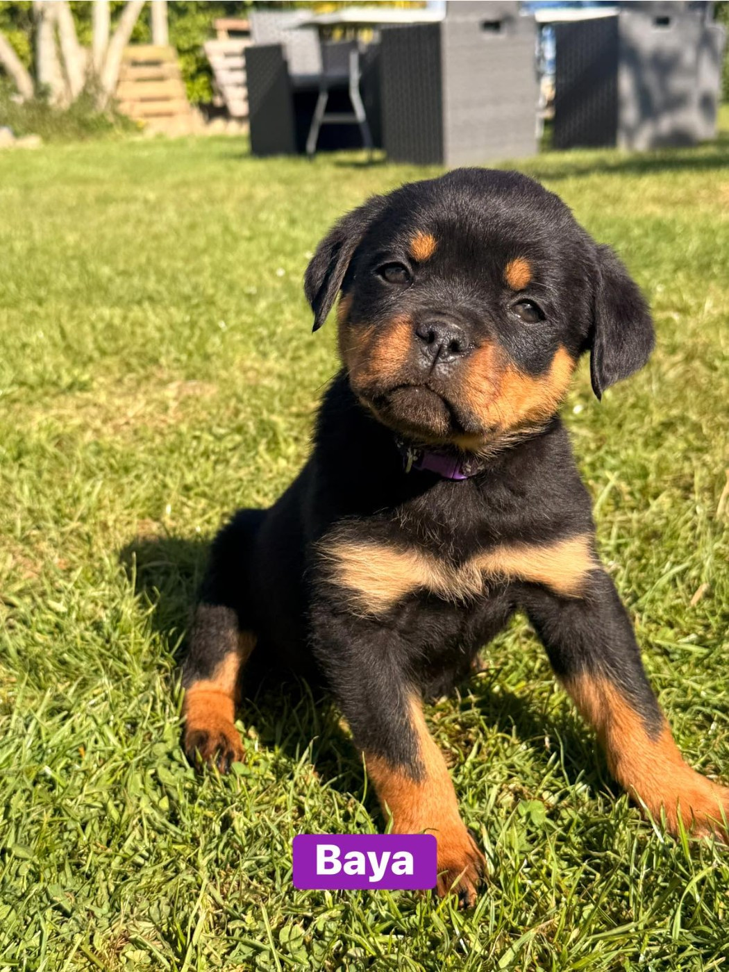 Des Gardiens Du Mur De Glace - Chiots disponibles - Rottweiler