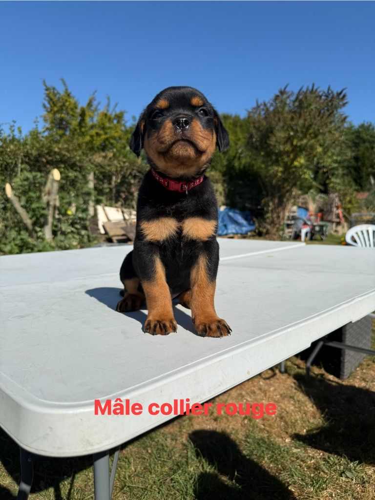Des Gardiens Du Mur De Glace - Chiots disponibles - Rottweiler