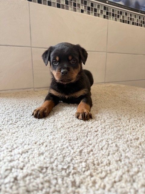 Des Gardiens Du Mur De Glace - Chiots disponibles - Rottweiler