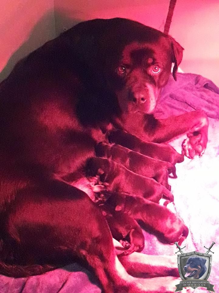 Chiot Rottweiler Des Gardiens Du Mur De Glace