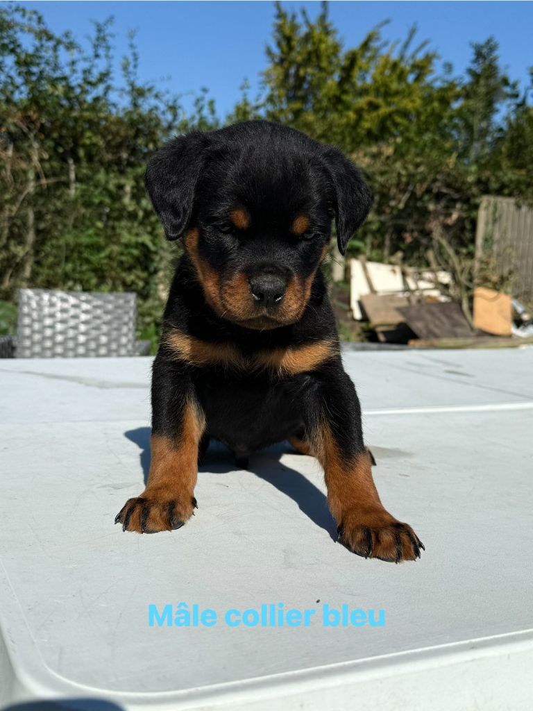 Des Gardiens Du Mur De Glace - Rottweiler - Portée née le 12/07/2025