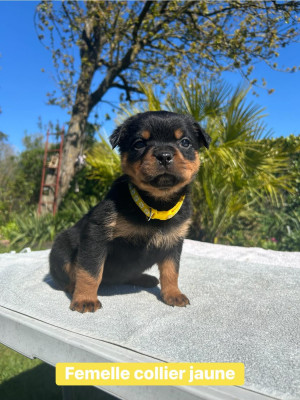 Femelle collier jaune