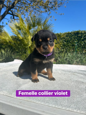 Femelle collier violet