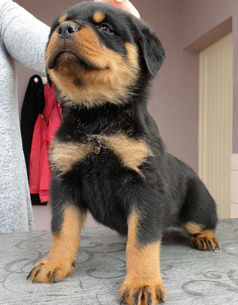 CHIOT Femelle collier rose